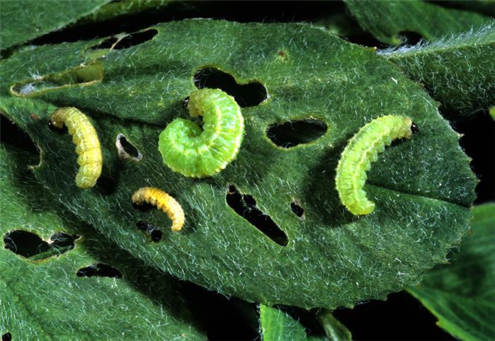 لارو های سرخرطومی یونجه